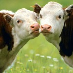 Украина: Частникам запретили торговать на рынках «молочкой» и мясом — скотина пойдет под нож